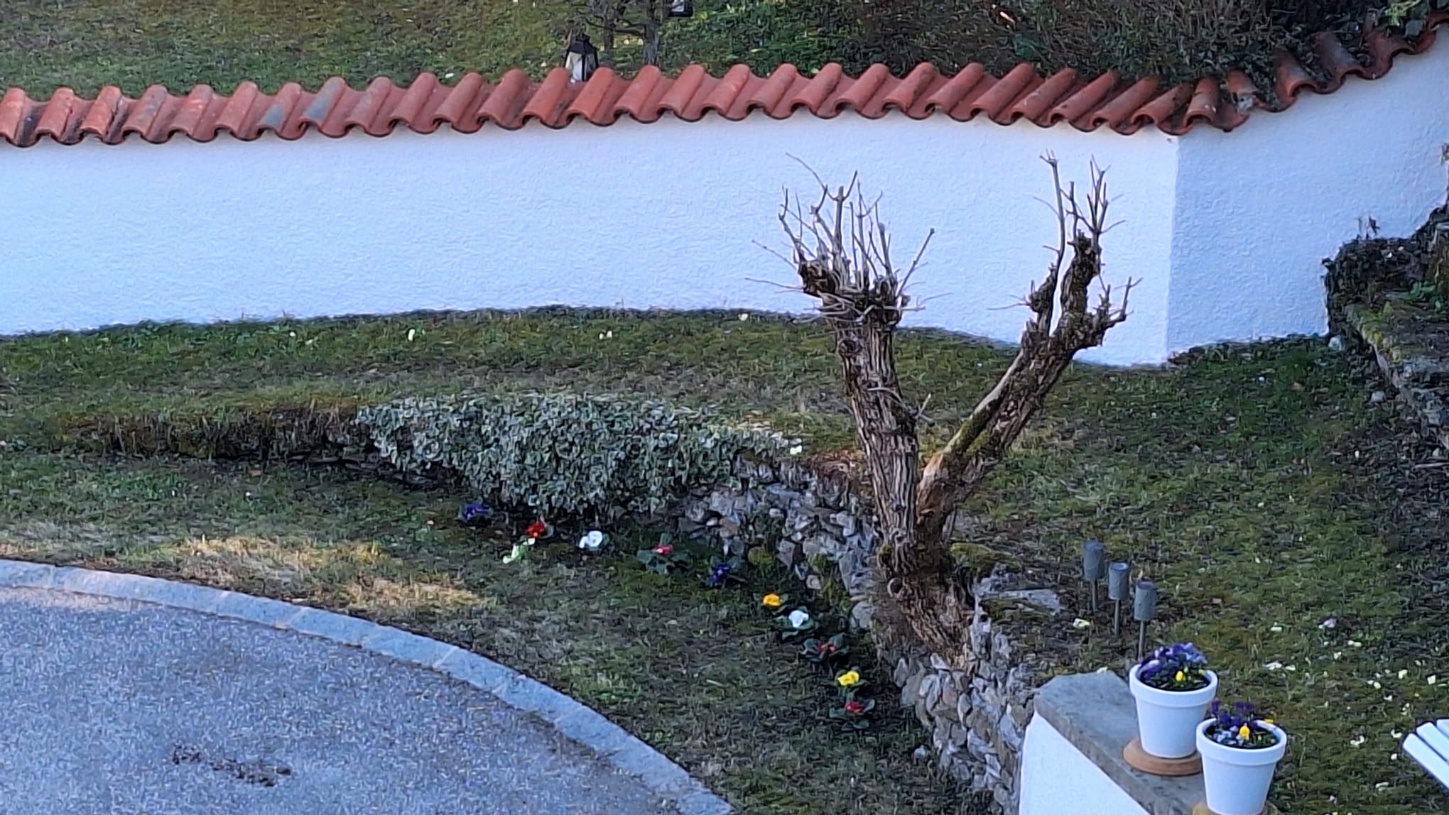 Der Frühling erwacht in Tullnerbach – und wir bringen ihn zum Blühen! img 20260313 wa0021
